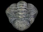 Wide Enrolled Pedinopariops Trilobite #66337-4